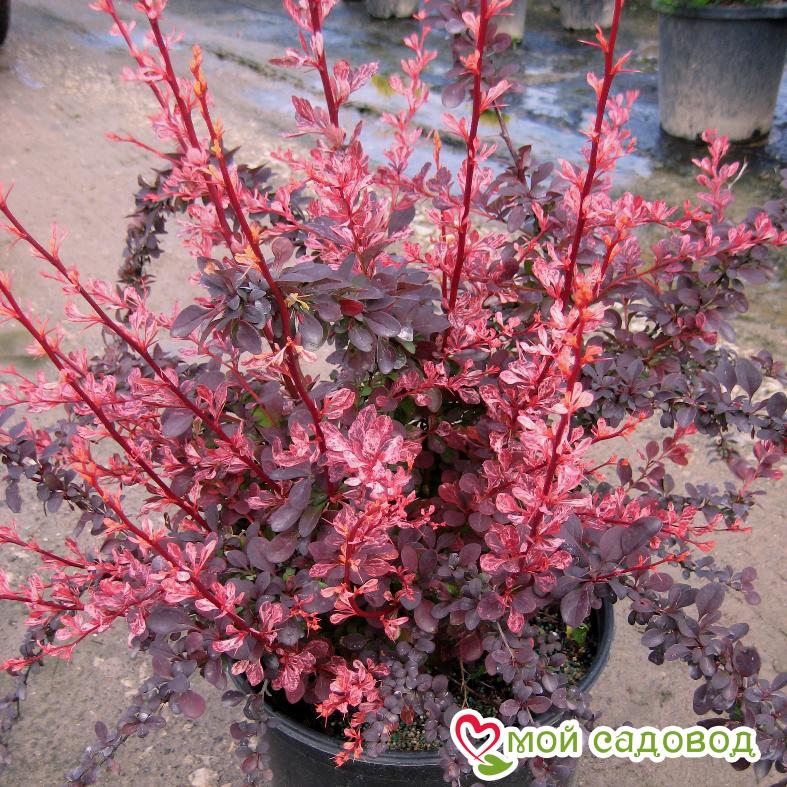 Барбарис тунберга "Фламинго"