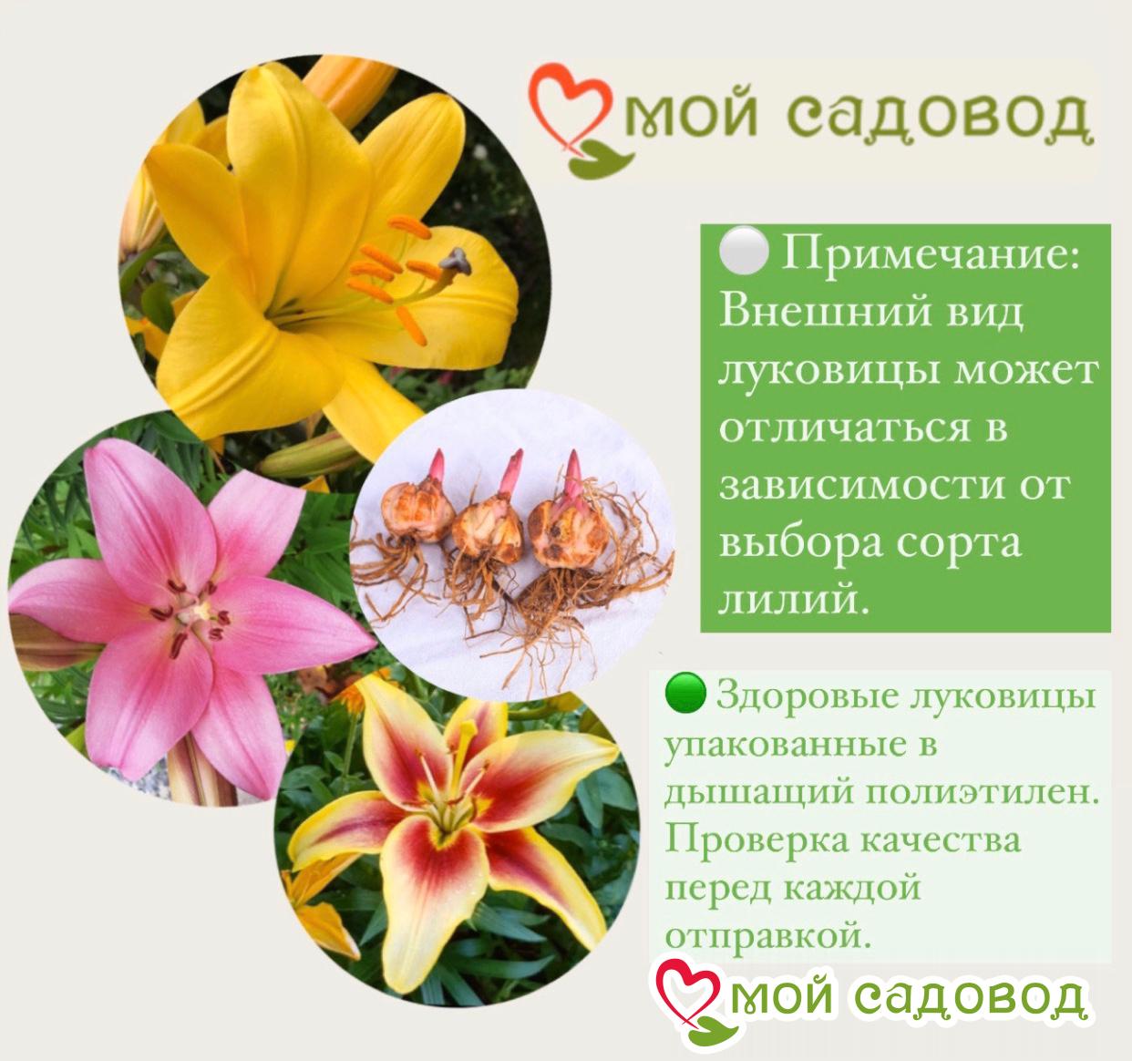 Лилия Манисса